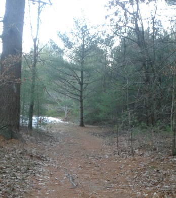 lone pine tree on the trail at thaddeus chandler sanctuary