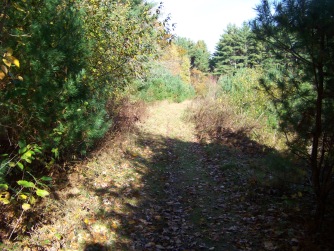 clark bog loop trail