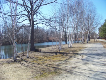 birch lined walkway on Colebrook blvd