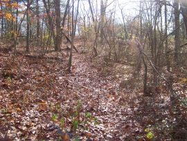 short cut on trail at cranberry pond