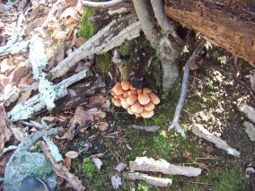 mushrooms at cranberry pond