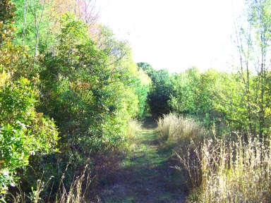 Grassy hiking trail around cranberry bogs at Cranberry Watershed Preserve in Kingston.