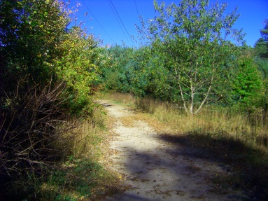 Sandy trail at Cranberry Watershed Preserve in Kingston.