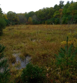 One of many old Cranberry bogs at Cranberry Watershed Preserve.