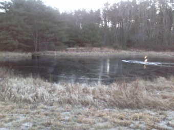 small pond near parking at crowell conservation