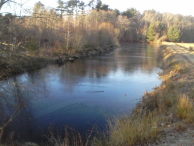 pond behind cranberry bog at crowell conservation