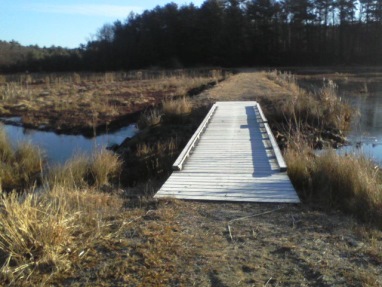 bridge through cranberry bog at crowell conservation