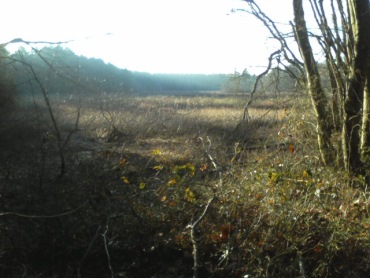 view of bog marsh at crowell conservation