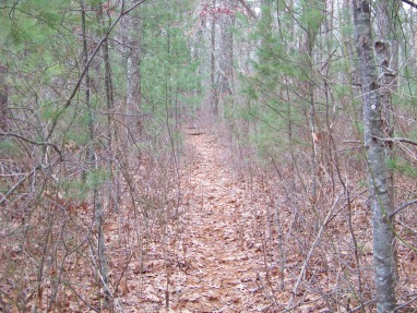 narrow path at crowell conservation area