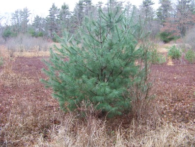 eastern white pine growing in abandoned cranberry bog