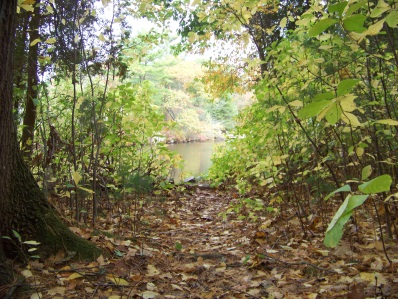 cushing pond from cushing woods in hingham