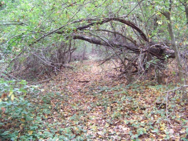 trail leading to private property at cushing woods