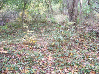 faded access trail at cushing woods in hingham