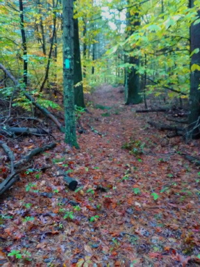 Green blazed trail