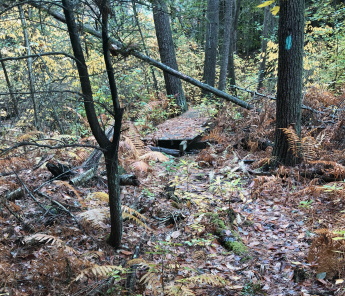 Foot bridge on green trail