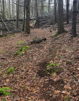 Trail runs under fallen tree