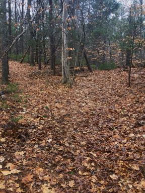 Fork in the trail.