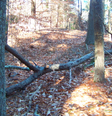 red blazed trail passes over fallen tree