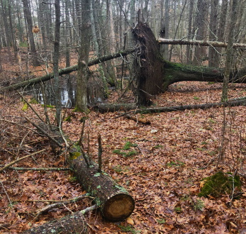 vernal pool on red blazed trail