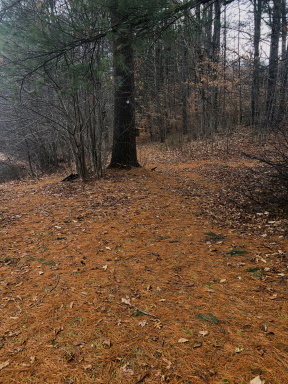 Green trail beginning