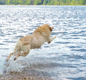 Dog swimming