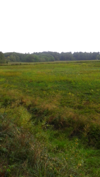 Long view of Duxbury Bogs