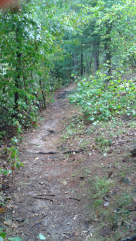 The Bay Circuit Trail runs through Duxbury Bogs below an esker.