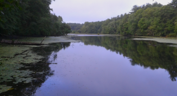 cranberry factory pond at duxbury bogs.