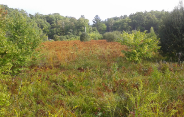 meadow like overgrown mayflower bog