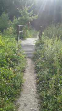 Small bridge between mayflower bog and a pond at duxbury bogs.