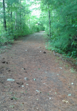 Wide road like hiking trail along the sunken forest at Duxbury Bogs.