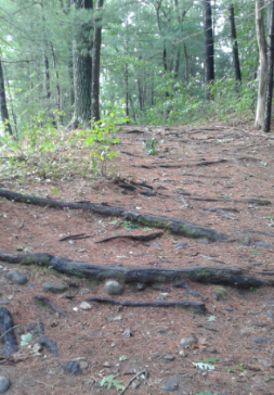 Root filled up hill hiking trail after the Sunken Forest at Duxbury Bogs.