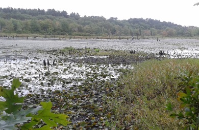 Sunken Forest view from hiking trails at Duxbury Bogs.