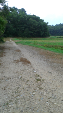 Sandy road along the Duxbury Bogs.