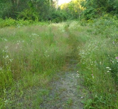 Meadow like trail connector