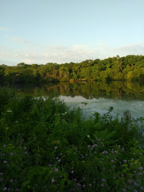 Eaton Pond with wildflowers
