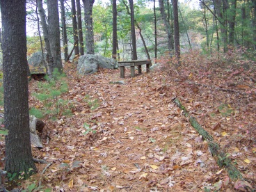 bench overlooking the marsh in eel river woods