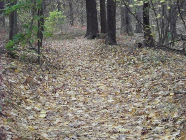 wide upper trail at eel river woods