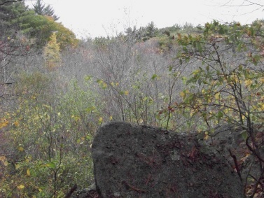 view of marsh from the bench overlooking it at eel river woods