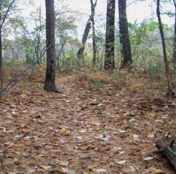 narrow path leading into the marsh at eel river woods