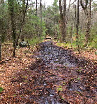 Muddy trail