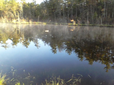 duck in pond at ellis nature sanctuary