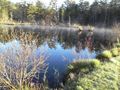 pond behind bog at ellis sanctuary