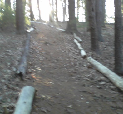lined trail at ellis nature sanctuary