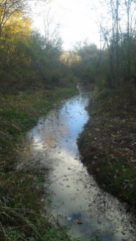 stream in forest near flaherty trail in whitman