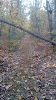 easily traveled under tree on flaherty trail in whitman