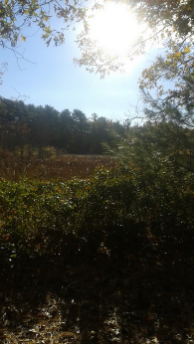 view of marsh on flaherty trail