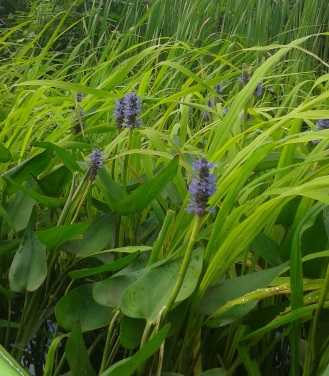 Flowers in bloom along the North River