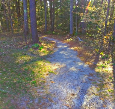 short sandy loop trail into the forest