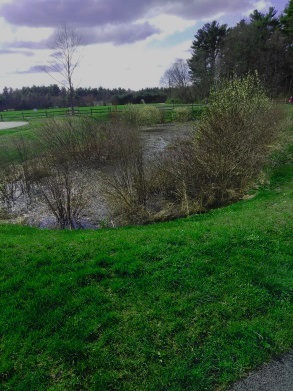 small bog area at front of forge pond park